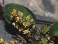 Dioscorea fastigiata