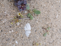 Cistanthe chrysantha