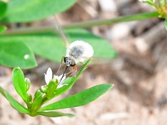 Bombyliini