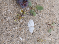 Cistanthe chrysantha