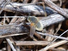Bombyliini