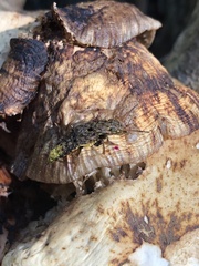 Ontholestes cingulatus