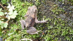 Bufo bankorensis