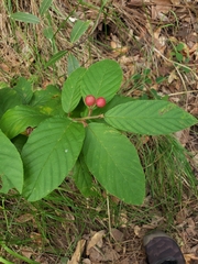 Frangula betulifolia