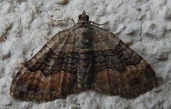 Xanthorhoe quadrifasiata