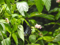 Papilio polymnestor