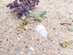 Cistanthe chrysantha