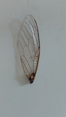 Lyristes plebejus