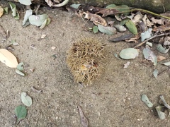 Castanea mollissima
