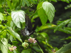Papilio polymnestor
