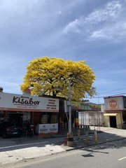 Handroanthus umbellatus