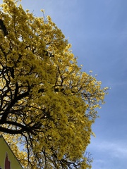 Handroanthus umbellatus