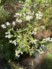 Eupatorium semiserratum