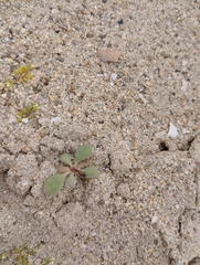 Cistanthe chrysantha