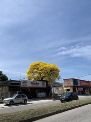 Handroanthus umbellatus