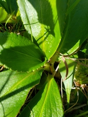 Leptarrhena pyrolifolia