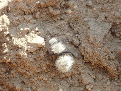Dasymutilla coccineohirta