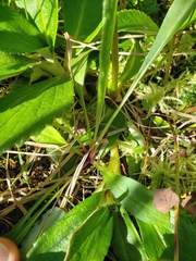 Leptarrhena pyrolifolia