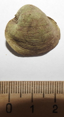 Radix auricularia