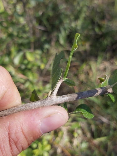 Boscia mossambicensis image