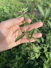 Sida rhombifolia