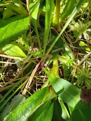 Leptarrhena pyrolifolia