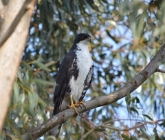 Accipiter melanoleucus