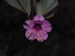 Mirabilis elegans