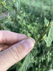 Sida rhombifolia