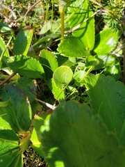Leptarrhena pyrolifolia