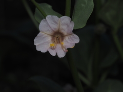 Mirabilis elegans