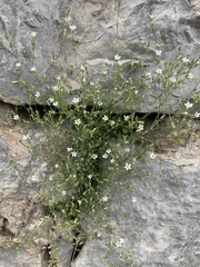 Arenaria orbicularis