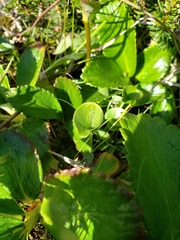 Leptarrhena pyrolifolia