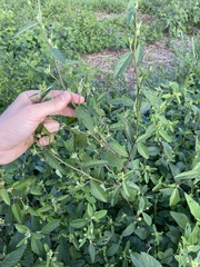 Sida rhombifolia
