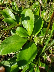 Leptarrhena pyrolifolia