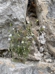 Arenaria orbicularis