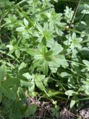 Galium triflorum