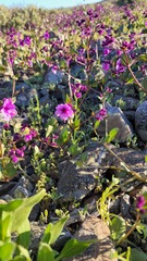 Mirabilis elegans