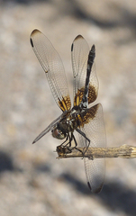 Dythemis fugax