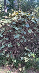 Vitis vulpina