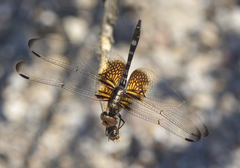 Dythemis fugax