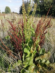 Rumex