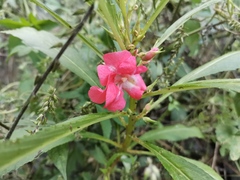Impatiens balsamina