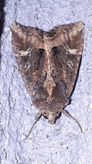 Helotropha reniformis