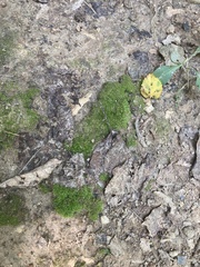 Dicranella heteromalla