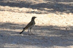 Anthus australis