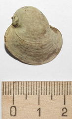 Radix auricularia