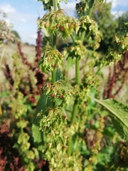 Rumex