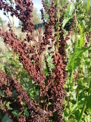 Rumex
