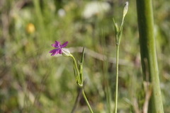 Silene cretica